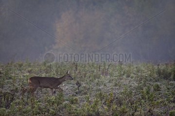 Doe across a field in the cold winter France