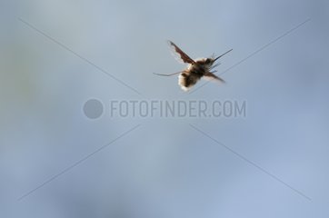 Large bee fly flying over a dry lawn Bourgogne France