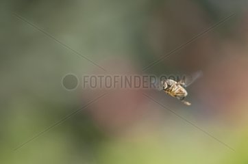 Hottentot bee fly flying over a dry lawn Bourgogne France