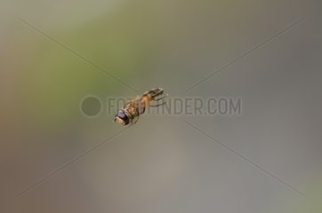 Diptera flying in a garden Burgundy France