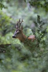 Portrait of male roe deer in the middle of the vegetation France