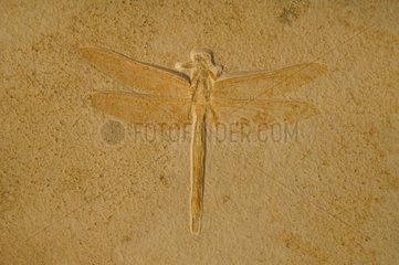Fossil Dragonfly Solnhofen Germany