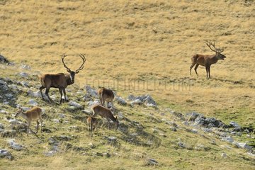 Red Deer (Cervus elaphus) bellowing during the rut and herd  Abruzzo  Italy