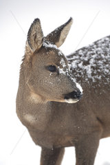 Portrait of European roe deer (Capreolus capreolus) in snow  Ardennes  Belgium