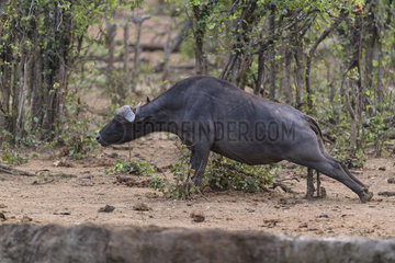 African Buffalo (Syncerus Caffer) rubbing on a stump   South Africa  Kruger national park