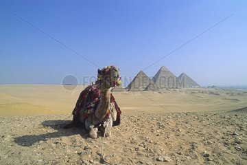 Camel lying on the Giza plateau with the pyramids