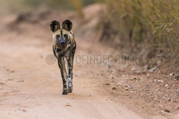 African Wild Dog (Lycaon pictus) walking on a track  Kruger  South Africa