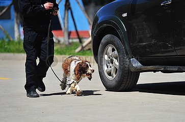 # CHINA-HARBIN-Polizeihund-TRAINING (CN) # CHINA-HARBIN-Polizeihund-TRAINING (CN) # CHINA-HARBIN-Polizeihund-TRAINING (CN) # CHINA-HARBIN-Polizeihund-TRAINING (CN) #China -HARBIN-Polizeihund-TRAINING (CN)