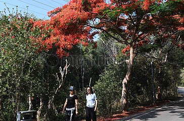 CHINA-YUNNAN-FLAMBOYANT TREE (CN)