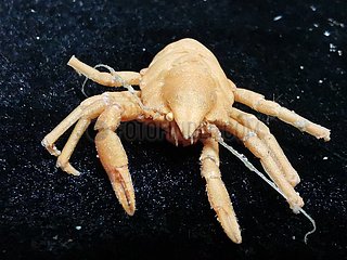 (SCI-TECH) CHINA-ABOARD Kexue-PROBEN marine Organismen-Sammlung (CN)