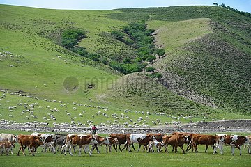 CHINA-INNER-Mogolia Chifeng-AR Horqin WIESE-Landschaft (CN)