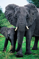 BOTSWANA - OKAVANGO - A MOTHER ELEPHANT WITH HIS BABY