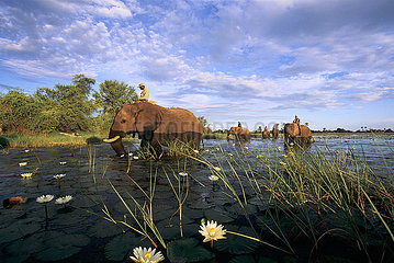 BOTSWANA - Okavango (ABU CAMP)