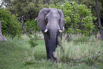 Elefanten in Botswana 360-berlin