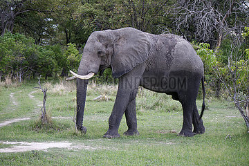 Elefanten in Botswana 360-berlin