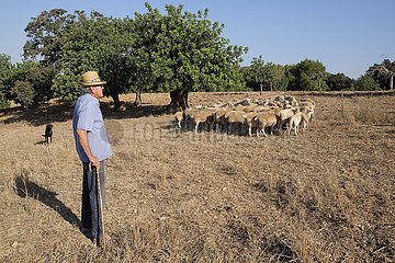 Spanien  Mallorca - Schafherde auf einer Weide in Cas Concos