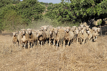 Spanien  Mallorca - Schafherde auf einem Feld in Cas Concos