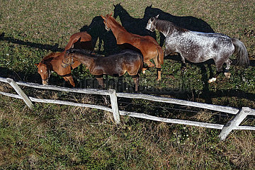 Gestuet Goerlsdorf  Pferde schauen ueber einen Weidezaun