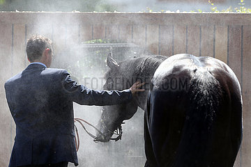 Royal Ascot  Grossbritannien  Horse cooling down after a race