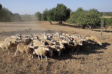 Spanien  Mallorca - Schafherde auf einem Feld in Cas Concos