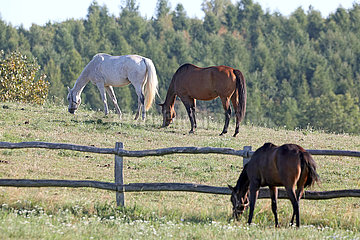 Gestuet Goerlsdorf  Pferde grasen auf getrennten Weiden