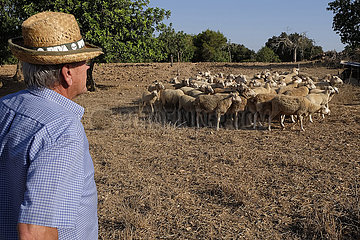 Spanien  Mallorca - Schafherde auf einer Weide in Cas Concos