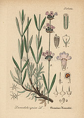 English lavender  Lavandula angustifolia.