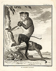 Bonnet macaque  Macaca radiata.