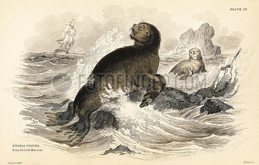 Steller sea lion  Eumetopias jubatus.