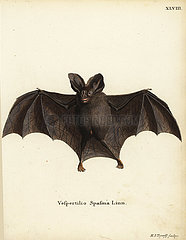 Lesser false vampire bat  Megaderma spasma.