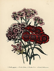 Pink or Dianthus species.