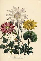Anemone species.