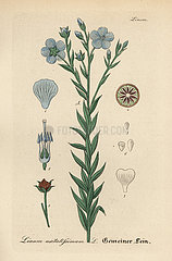 Flax or linseed  Linum usitatissimum.
