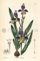 Harlequin flower  Sparaxis variegata.