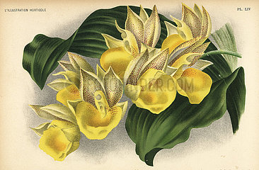 Catasetum × tapiriceps orchid.