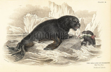 South American sea lion  Otaria flavescens.
