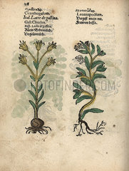 Star of Bethlehem  Ornithogalum umbellatum  and edelweiss  Leontopodium alpinum.