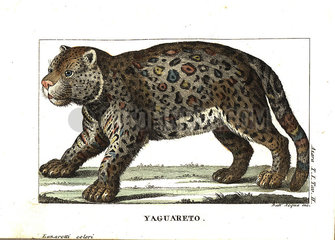 Jaguar or yaguarete  Panthera onca.