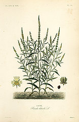 Dyer’s rocket or dyer’s weed  Reseda luteola.
