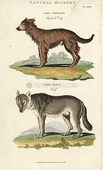Shepherd dog  Canis familiaris  and wolf  Canis lupus.