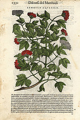 Guelder-rose  Viburnum opulus.