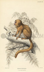Golden lion tamarin  Leontopithecus rosalia. Endangered.