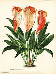 Anthurium scherzerianum  Madame Emile Bertrand variety.