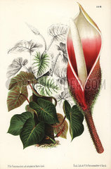 Philodendron verrucosum.
