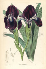 Leafless iris  Iris aphylla.