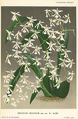 Oncidium incurvum orchid.