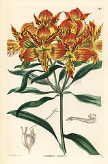 Orange Peruvian lily  Alstroemeria aurea