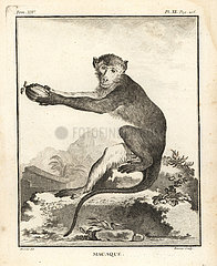 African macaque species  Cercopithecus angolensis major.