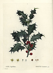 Common holly  Ilex aquifolium.