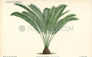 Zamia tonkinensis palm tree.